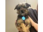 Adopt Bremen a Miniature Schnauzer