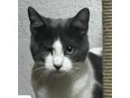 Adopt James a Domestic Short Hair