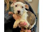 Adopt Poncho a Pit Bull Terrier