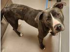 Adopt Pongo a Pit Bull Terrier