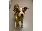 Adopt Frankie a Australian Cattle Dog / Blue Heeler