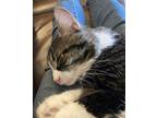 Adopt Riley a Domestic Medium Hair