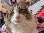 Adopt Bart a Domestic Medium Hair