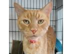 Adopt Tigger a Domestic Short Hair