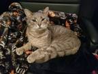 Adopt Moffie a Tabby