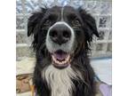 Adopt Buddy a Australian Shepherd