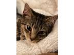 Adopt Squiggy a Domestic Short Hair