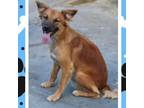 Adopt Germaine a Mixed Breed