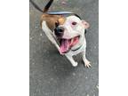 Adopt Rey a Pit Bull Terrier