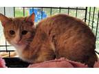 Adopt Christopher a Domestic Short Hair