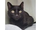 Adopt Belatrix a Domestic Short Hair