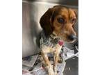 Adopt Max a English Setter, Beagle