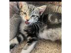 Adopt Mr. Whiskers - cuddly a Domestic Short Hair