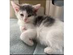 Adopt Bert - playful & cuddly a Domestic Short Hair