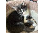 Adopt Oreo - playful & cuddly a Domestic Short Hair