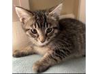 Adopt Cookie - shy & playful a Domestic Short Hair