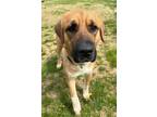 Adopt Duke a Anatolian Shepherd