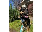 Adopt Diesel a Shepherd, Mixed Breed