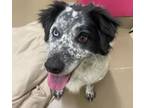 Adopt Gollie a Border Collie, Mixed Breed