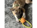 Adopt Phineus a Mixed Breed
