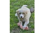 Adopt Oscar DFW a Great Pyrenees