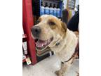 Adopt Riley B. a Great Pyrenees, Cattle Dog