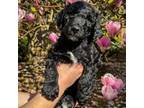 Goldendoodle Puppy for sale in Auburn, WA, USA