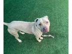 Adopt POLO a Pit Bull Terrier