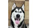 Adopt Max a Husky, Mixed Breed