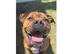 Adopt Charles a Pit Bull Terrier, Mixed Breed