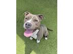 Adopt Flummox a Pit Bull Terrier, Mixed Breed