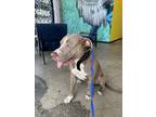 Adopt A707901 a American Staffordshire Terrier