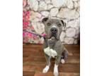 Adopt Aston a Pit Bull Terrier, Mixed Breed