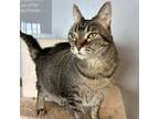 Adopt Tony Lama a Domestic Short Hair