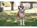Adopt Bruno a Spaniel, Australian Cattle Dog / Blue Heeler