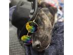 Adopt Sara Jane Pup: Otto a Labrador Retriever
