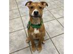 Adopt Bronco a Boxer