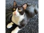 Adopt N&R: Noodle a Domestic Short Hair