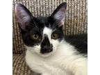 Adopt N&R: Ryker a Domestic Short Hair