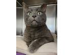 Adopt Neo a Domestic Short Hair