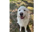 Adopt Apollo a Great Pyrenees