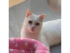 Adopt Emrys Kuwait a Domestic Short Hair, Persian