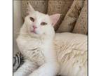 Adopt Llewellyn Kuwait a Norwegian Forest Cat, Domestic Short Hair