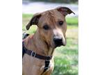 Adopt Parker a Pit Bull Terrier, Hound