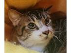 Adopt Hercules a Domestic Short Hair