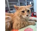 Adopt Fluffy Joust a Domestic Long Hair