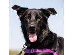 Adopt Duke a Mixed Breed