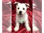 West Highland White Terrier PUPPY FOR SALE ADN-771734 - Leo