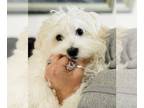 Maltese PUPPY FOR SALE ADN-771698 - Tiny Snuggle Buddy