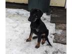 Adopt Hershey a German Shepherd Dog